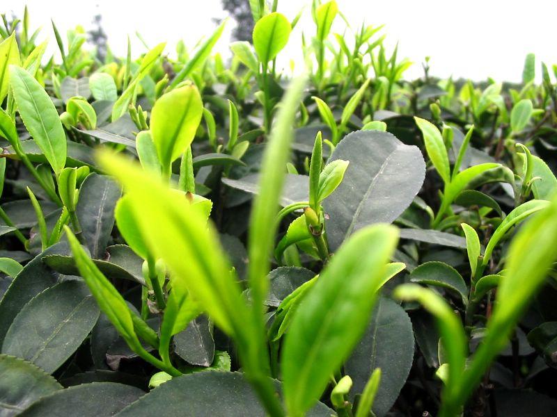 茶的发现与利用始于神农遇茶