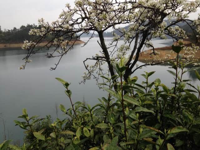 千岛湖茶叶生态环境介绍
