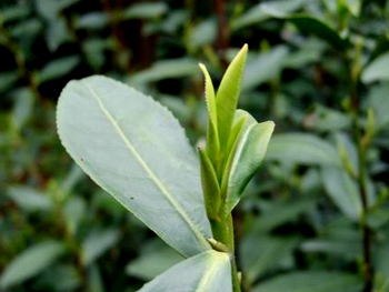 洞庭碧螺春的优良茶树品种
