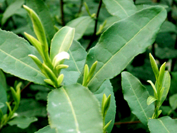 洞庭碧螺春的优良茶树品种