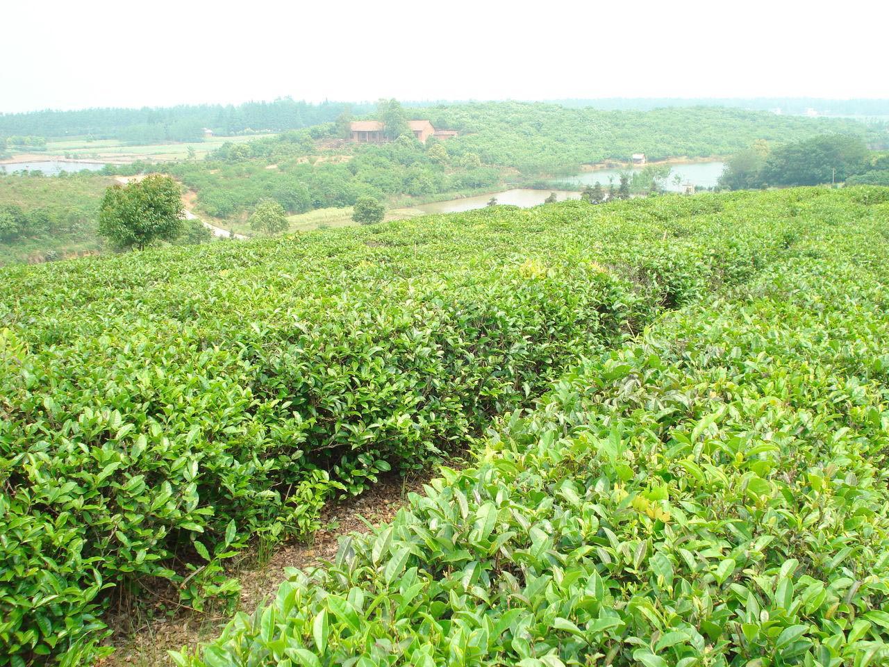 “洞庭山碧螺春”茶产业迅猛发展