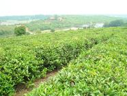 “洞庭山碧螺春”茶产业迅猛发展