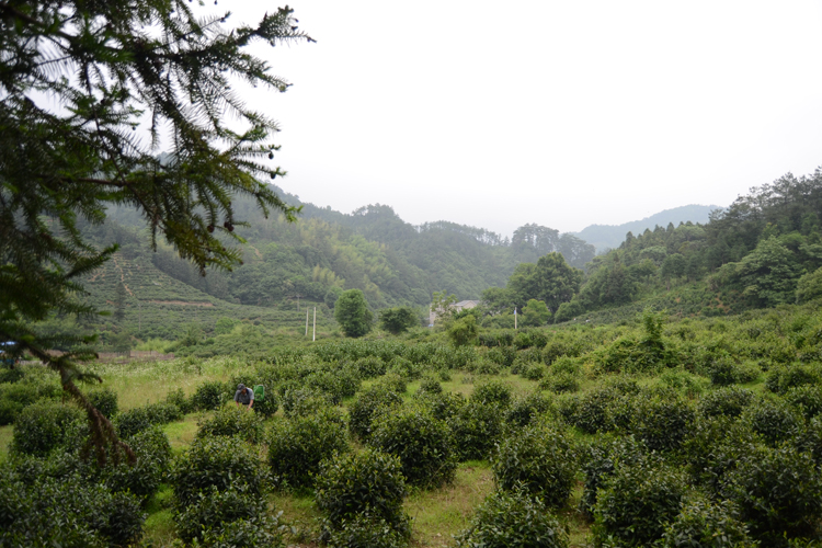 祁门红茶茶树品种介绍