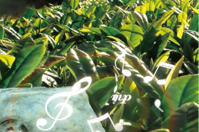 铁观音的茶树栽培与生态茶园管理安溪铁观音生态茶的生长环境