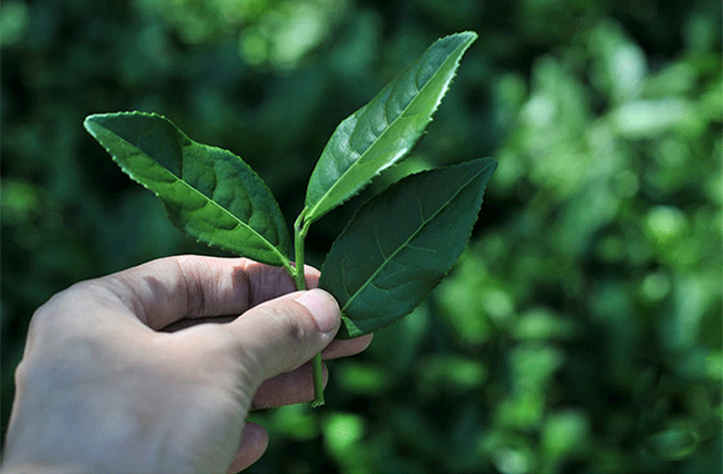 安溪铁观音茶“消青大味”的工艺成因分析