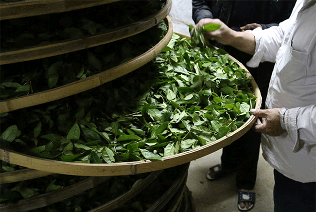 安溪铁观音茶“消青大味”的工艺成因分析