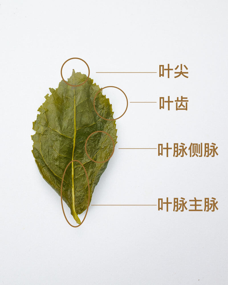 茶叶叶脉结构图图片