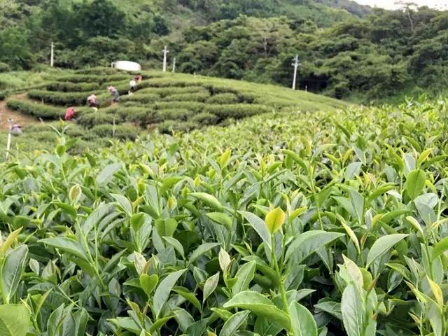 如何快速简单的区分铁观音和台湾乌龙茶？