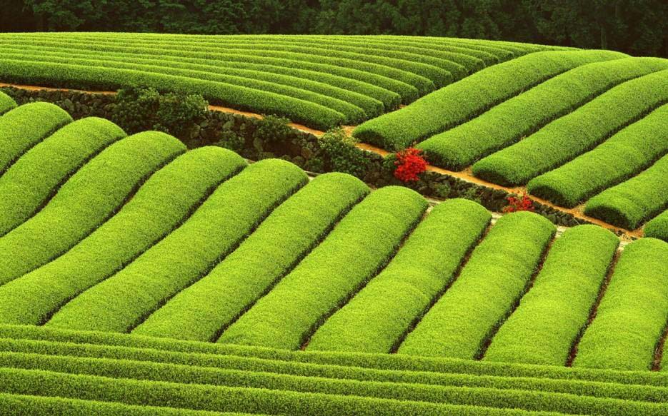 安溪成就铁观音2018年全县茶叶总产值或超百亿元