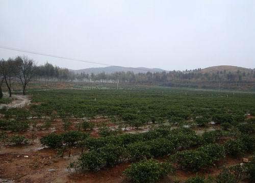 普定县补郎乡：全民着力打造万亩铁观音茶叶种植基地