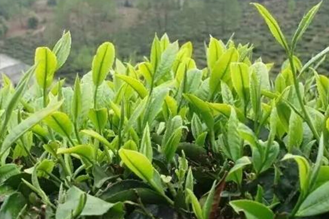 传统名茶之有关于古劳茶的概述