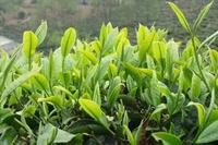 傳統名茶之有關于古勞茶的概述