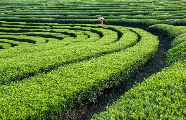 安化黑茶产业2017年回顾与2018年展望