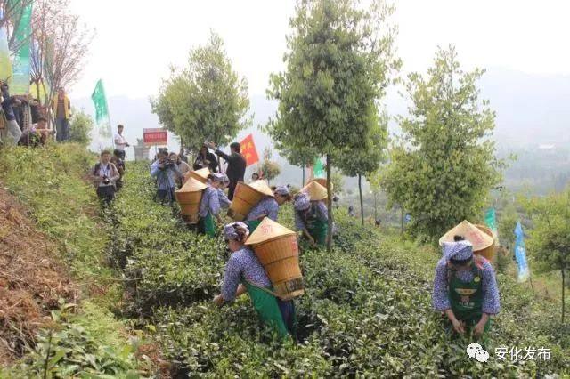 2018中国湖南·安化黑茶开园节隆重举行