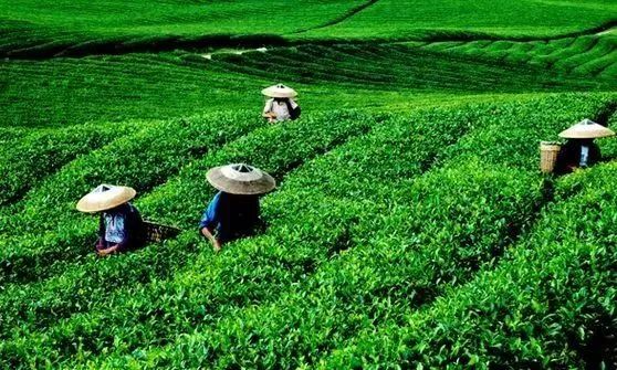 安化黑茶：湖南乡村振兴、精准脱贫的亮丽名片