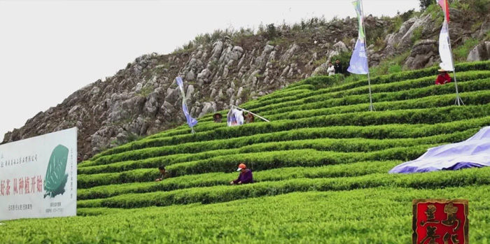 安化黑茶，17年茶产业发展态势强劲