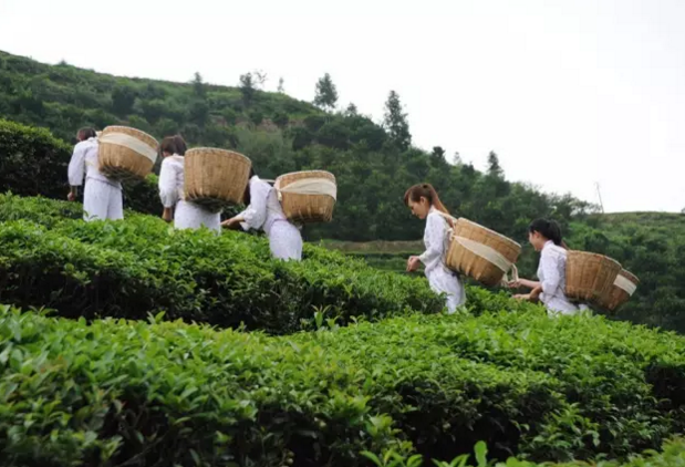 国家为什么给安化黑茶一路亮绿灯——安化黑茶发展潜力势不可挡，火爆全世界。