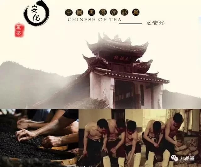 湖南卫视专题报道《黑茶大业五:茶王归来》