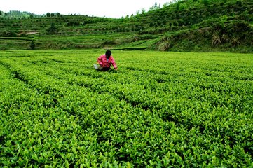 湖南古丈建黑茶加工生产线解决夏秋茶叶利用率低难题