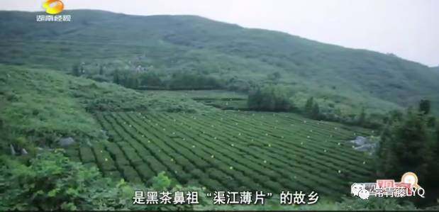 茶马古道“联”万里，安化黑茶誉全球