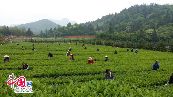 安化黑茶依托互联网升级被湖南省委副书记点赞