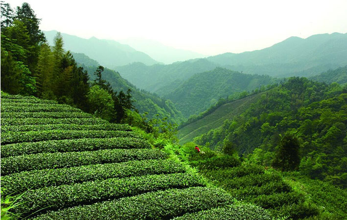 蔡正安教授亲临高马二溪指导黑茶生产加工
