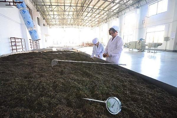 渥堆这道工序，对安化黑茶的品质影响有多大