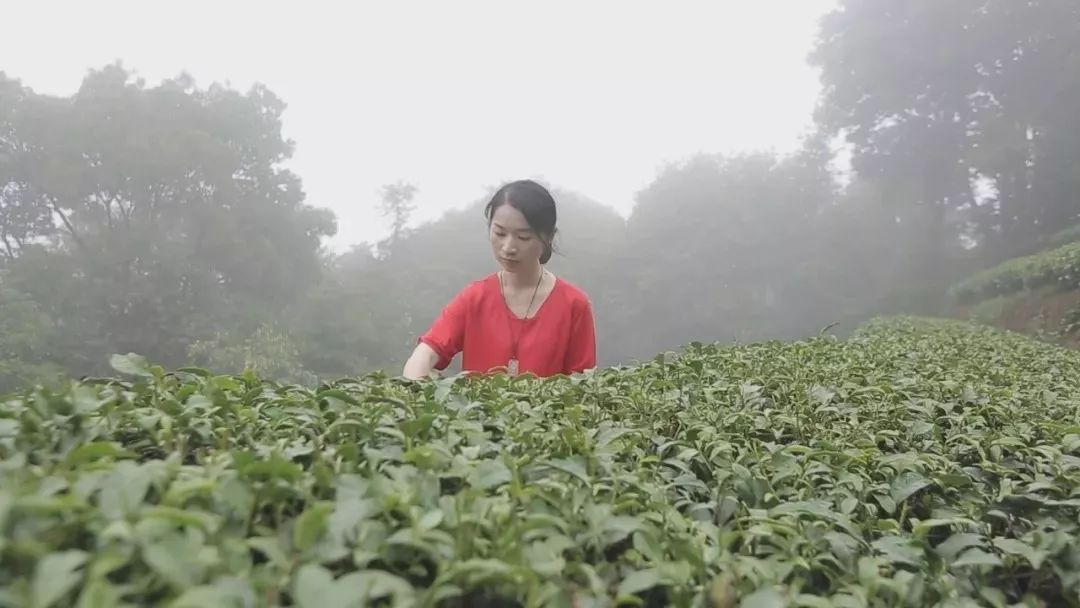 武夷水仙2012丨干仓存放，正岩产区，一口喝懂老岩茶的好