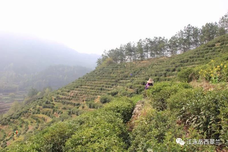茶山海拔高度对岳西翠兰茶的影响