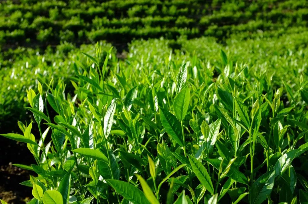 一片树叶书写安化奇迹——速写安化黑茶产业量级之变