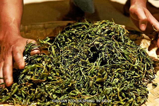 下关沱茶：一个沱茶的诞生之毛茶初制