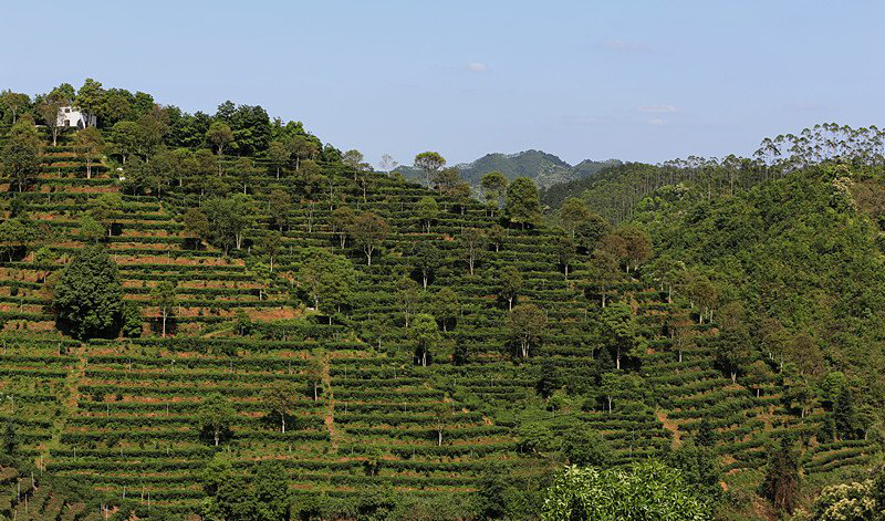 梧州首个出口六堡茶种植场获国家质检总局备案