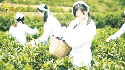 梧州市天誉茶业有限公司