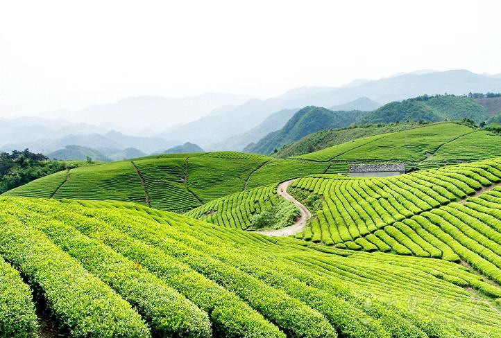 梧州市茶业商会到六堡镇采购原料助茶农增收