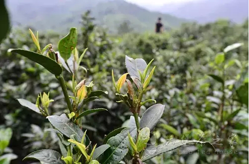 广西梧州市总工会围绕六堡茶行业的发展，通过特色建会和特色活动，促进了特色产业的发展——“飘着茶香”的茶乡工会