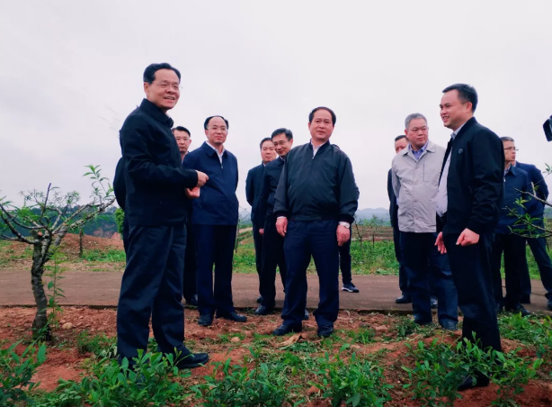 六堡茶资讯：自治区主席陈武到梧州调研指导，实地考察六堡茶产业