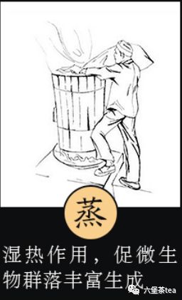 六堡茶传统工艺【组图】