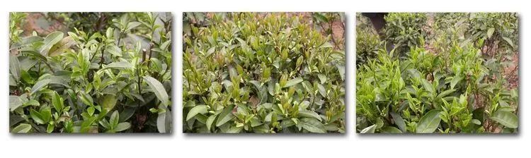 关于茶文化：六堡茶这一大自然赐予的玉液甘露