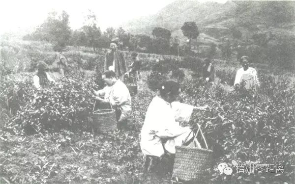 珍贵绝版图片展示晚清时期梧州的“六堡茶产业”