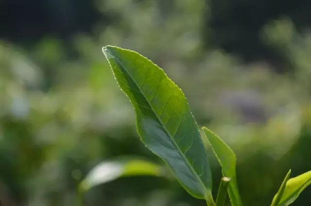 大美六堡•大讲堂|六堡茶树（二）六堡茶树的品类