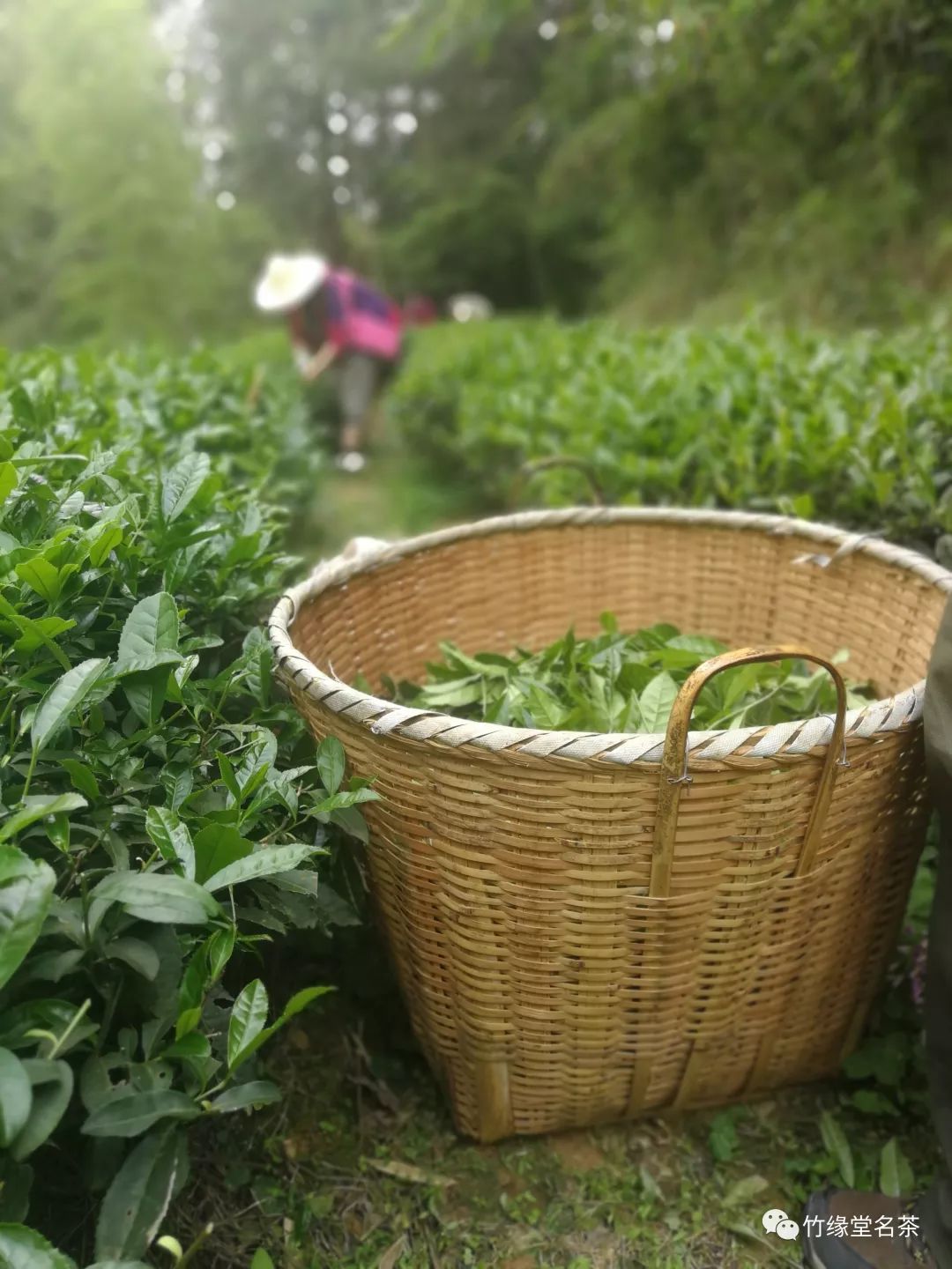武夷岩茶如何从山间草木变成杯中香茗？