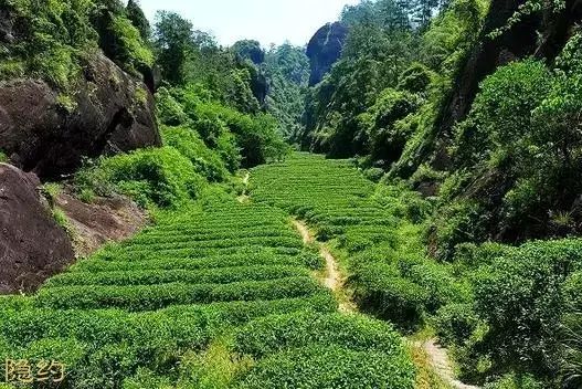 武夷岩茶的正岩、半岩、洲茶、外山茶
