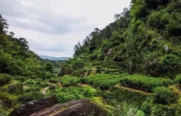 武夷岩茶的山场，你知道多少？