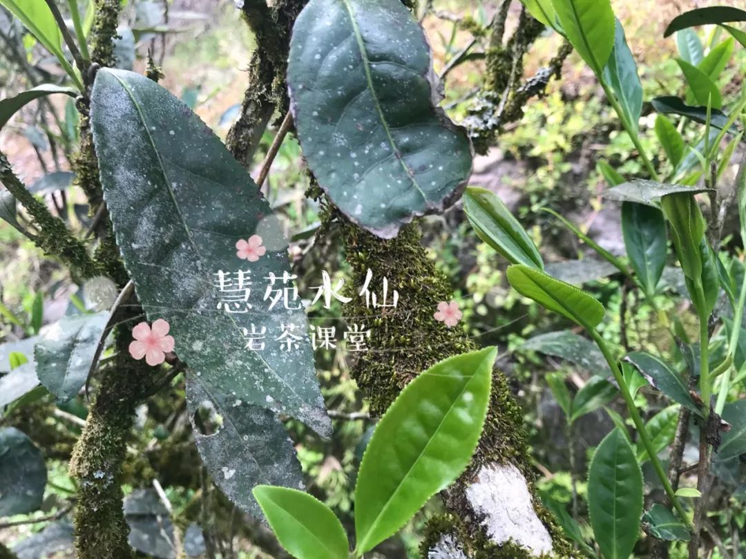 怎么定义武夷岩茶中的高丛水仙、老丛水仙