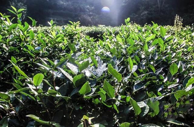 武夷岩茶山场的光照对茶品质的影响奥秘
