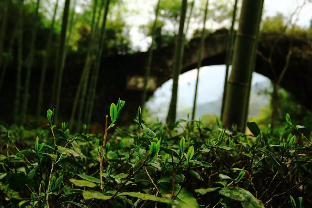 武夷岩茶山场的光照对茶品质的影响奥秘