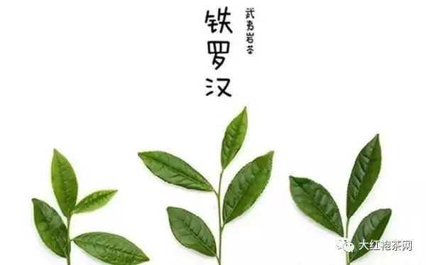 什么是武夷岩茶?