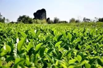 武夷岩茶在历史上是如何分类的？