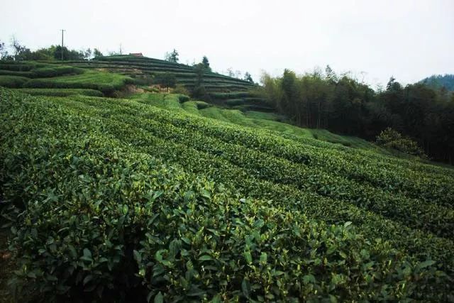 福鼎白茶的五大产茶区