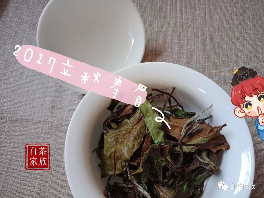 福鼎白茶：白月光与朱砂痣，散茶饼茶怎么选？